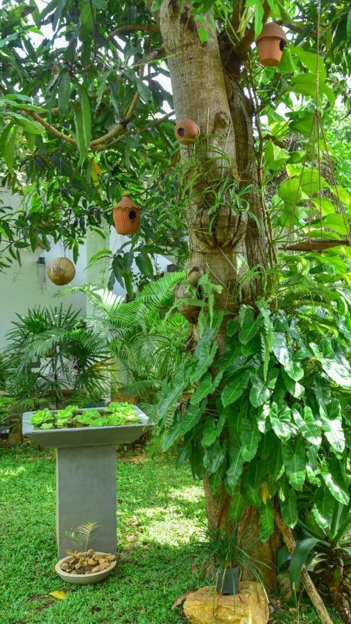 Menara Green Inn Dambulla Esterno foto